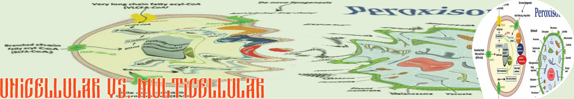 Cell meaning in science