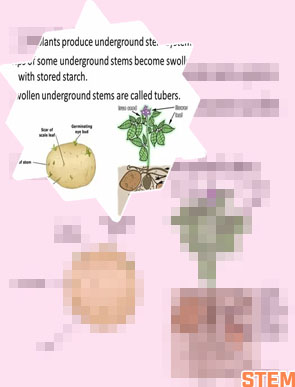 What is meant by stem